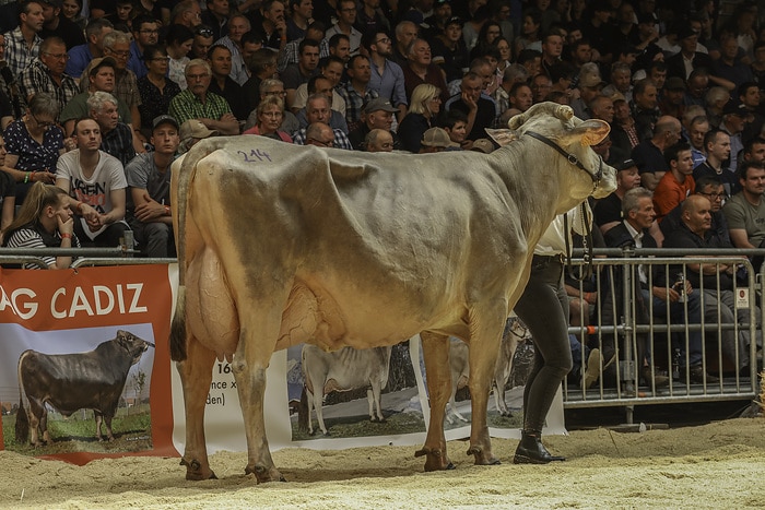 BVCH55678 Europaschau Imst 2024 - Abt. 16 Kühe über 50'000kg LL